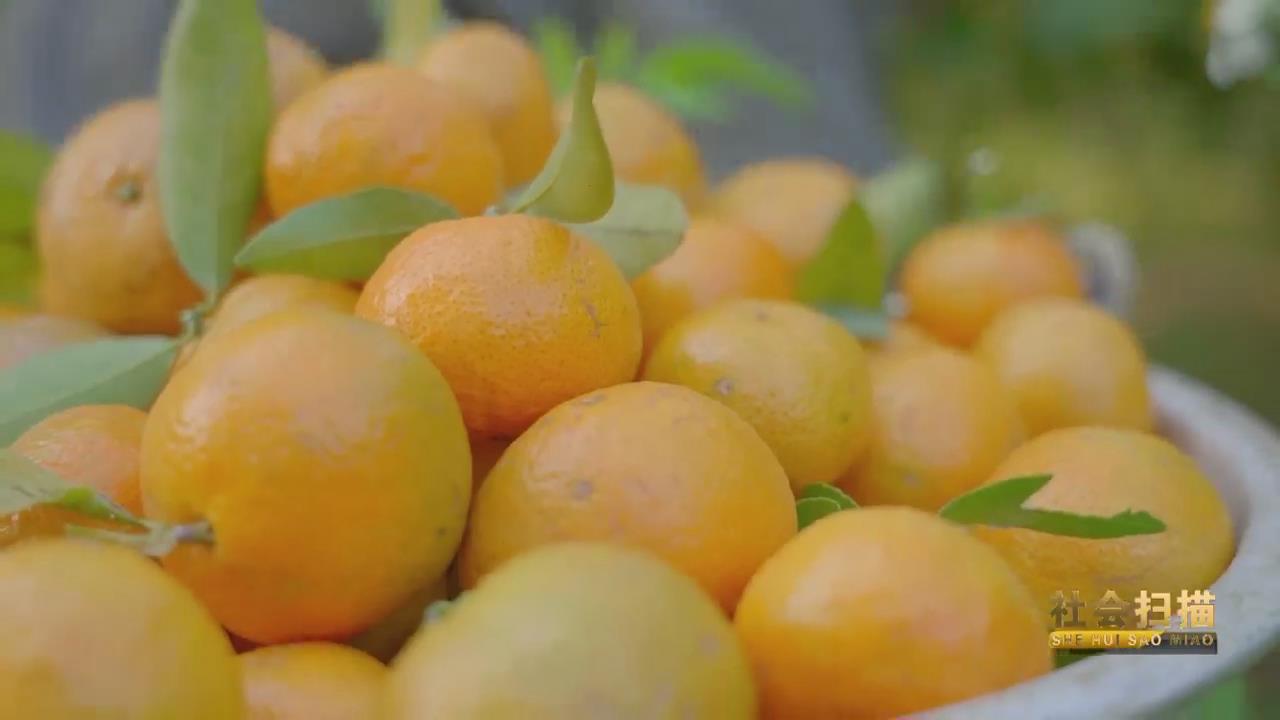 ССɰ���ٿ�����������
