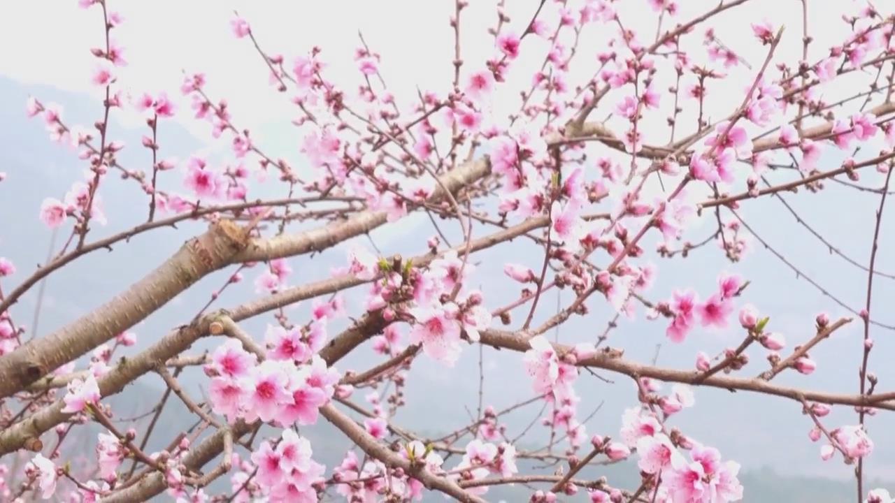 �һ�ʢ�����续 ��԰��ɫӭ����