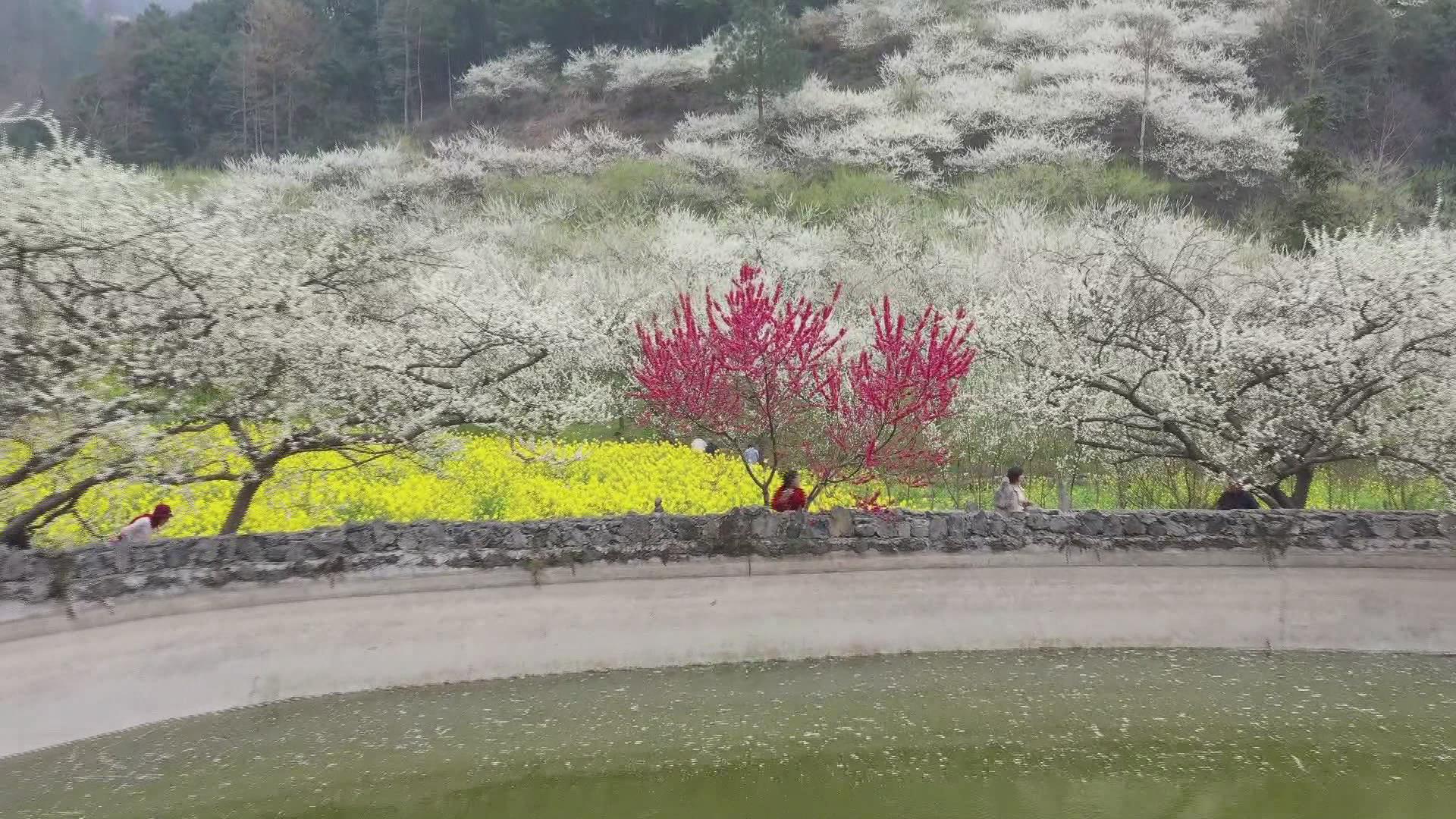 �������ӳء��ϵ� �仨ƺ