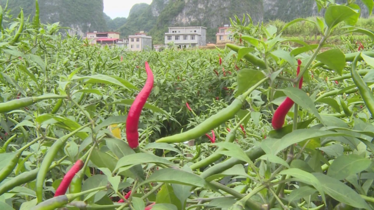 С������ӳ��á�Ǯ����