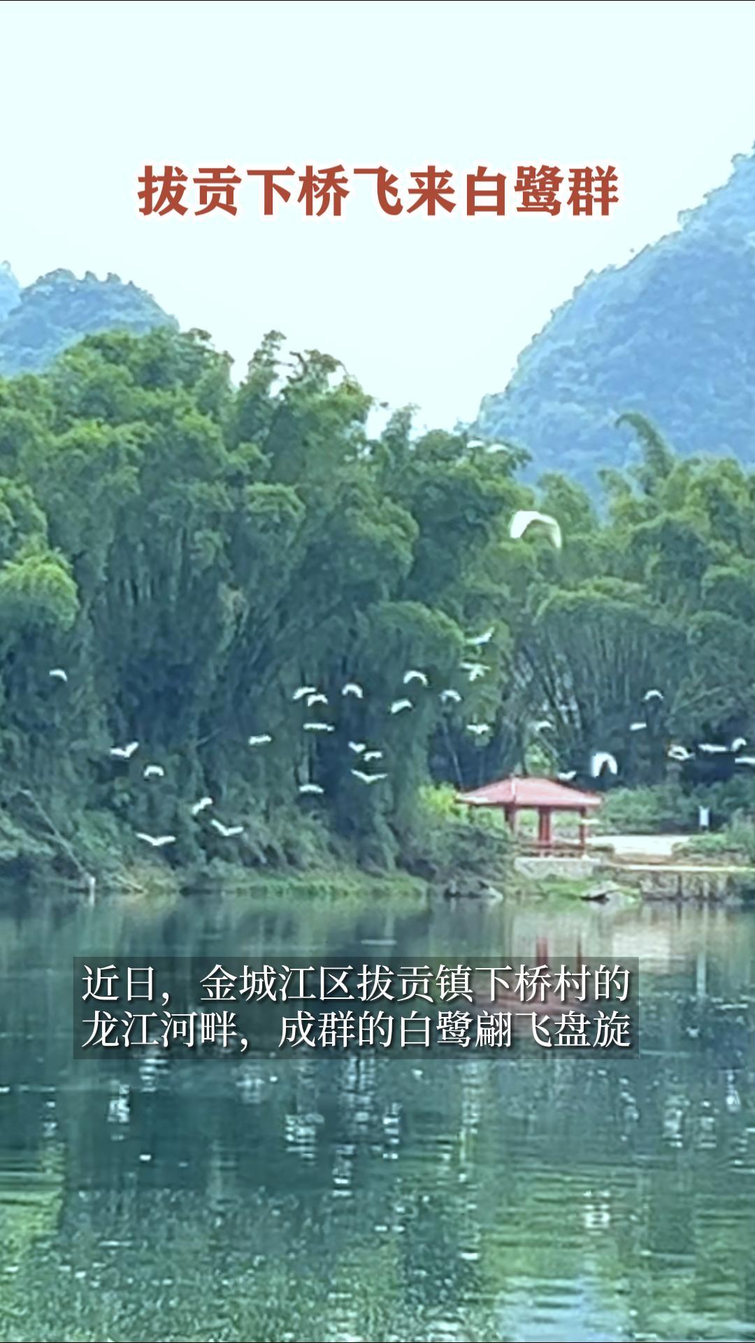 �ι����ŷ�������Ⱥ