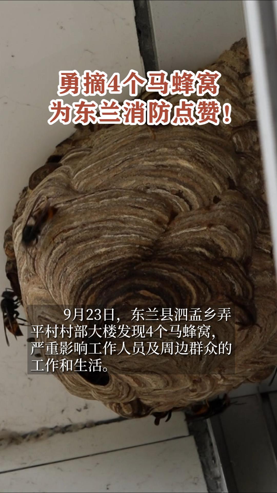 ��ժ4�������ѣ�Ϊ������������