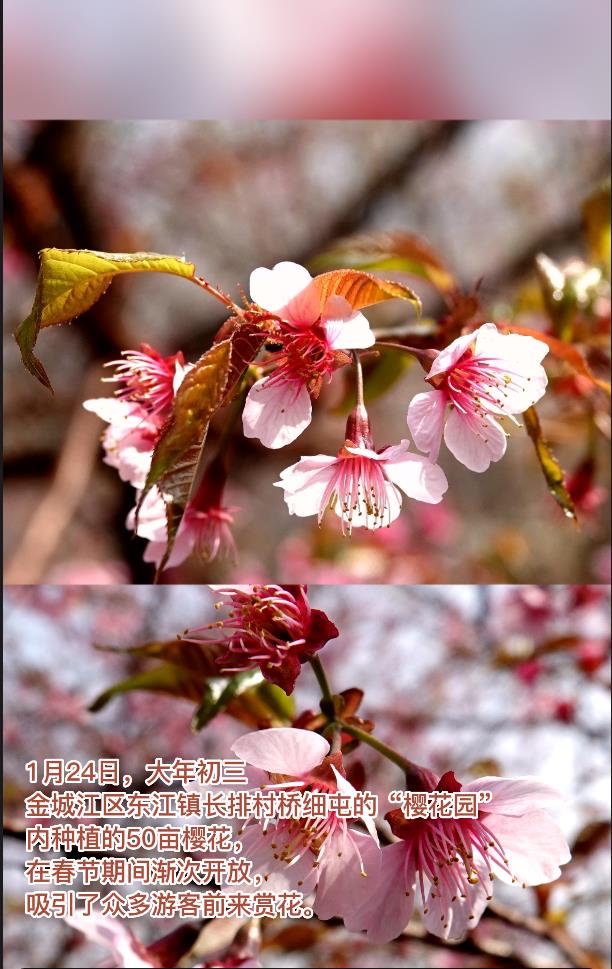 ӣ�����ű�����#ӣ�� #�ӳ�