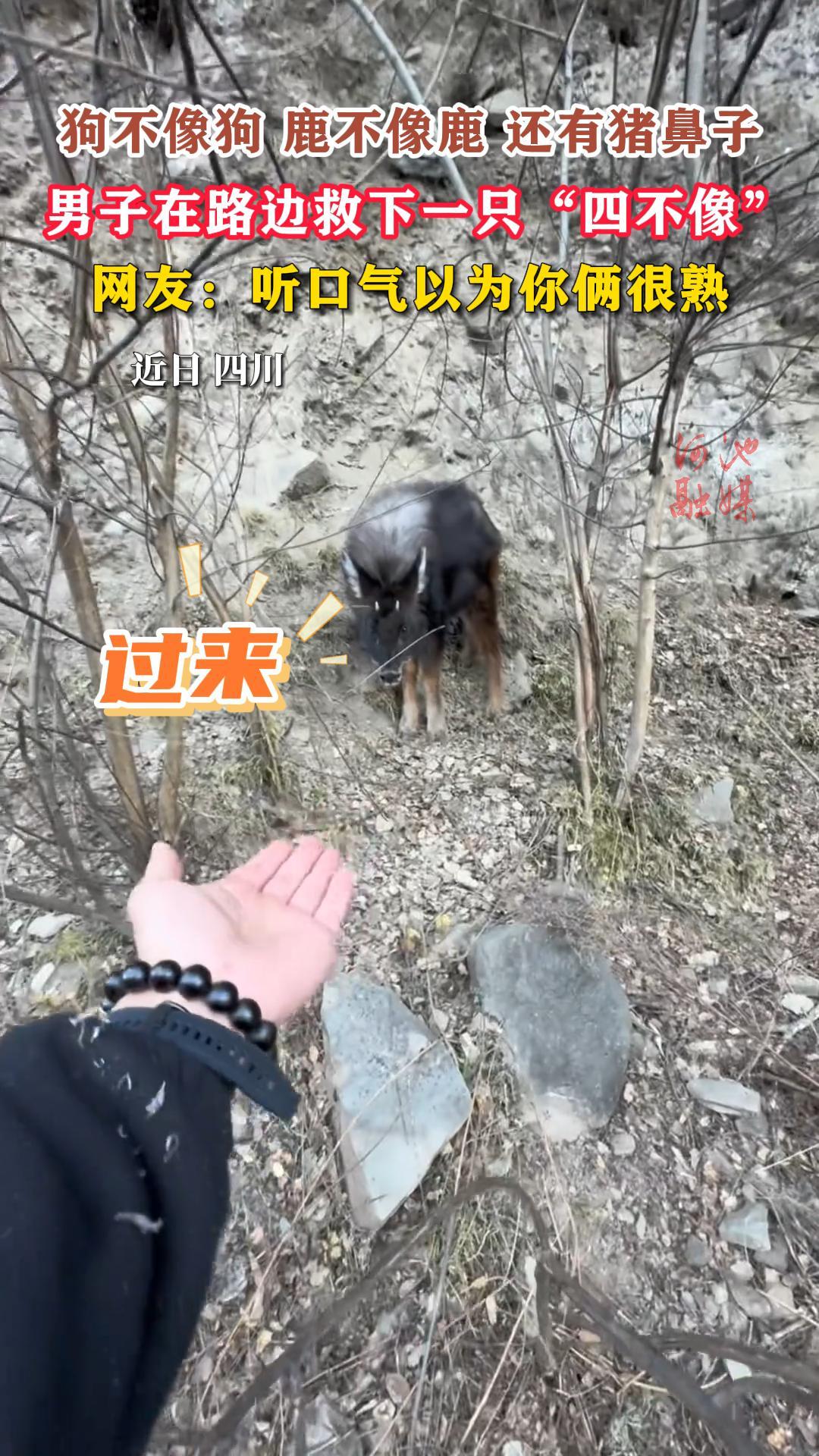 �����񹷣�¹����¹�����������ӣ�������·�߾���һֻ���Ĳ��񡱡����ѣ���������Ϊ��������