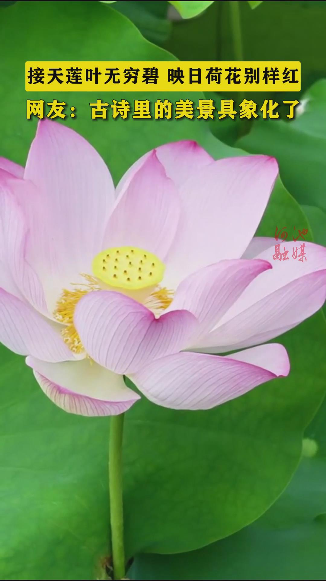 ������Ҷ����̣�ӳ�պɻ������졣���ѣ���ʫ�������������