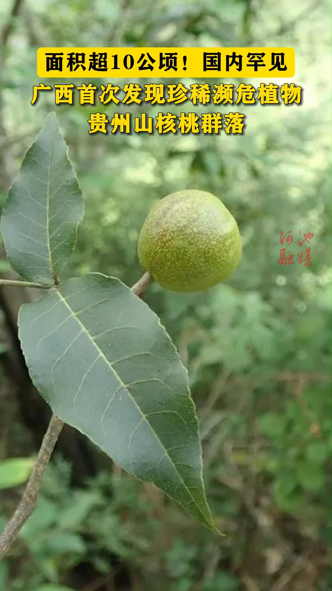 �����10���꣡���ں����������״η�����ϡ��Σֲ�����ɽ����Ⱥ�䡣