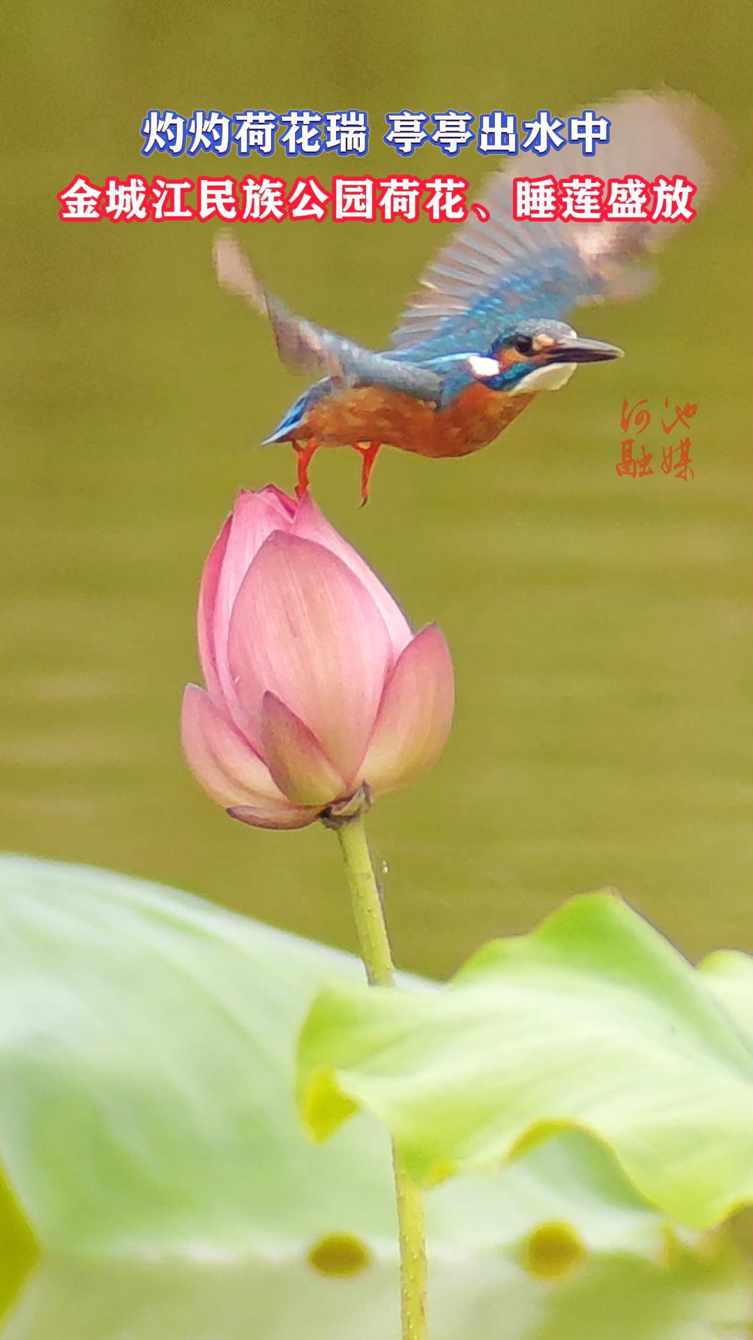 ���ƺɻ��� ͤͤ��ˮ�У���ǽ����幫԰�ɻ���˯��ʢ�š�