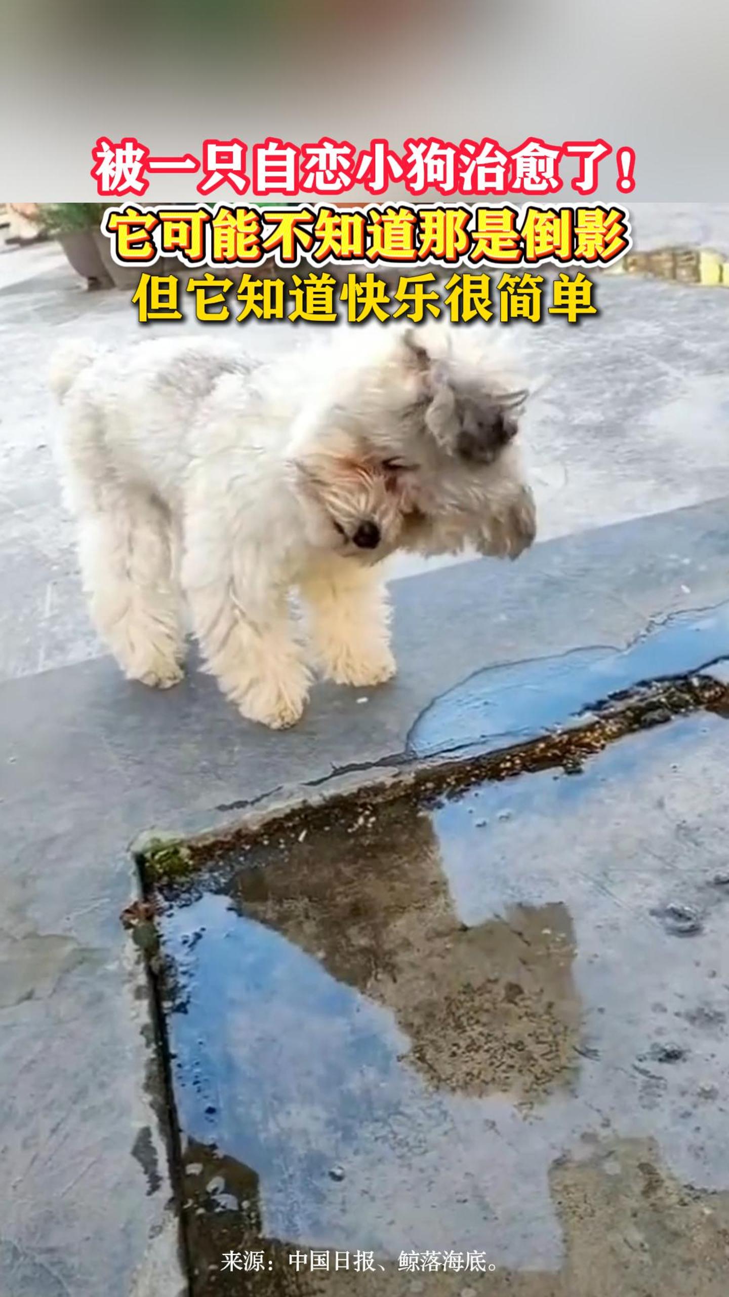��һֻ����С�������ˣ������ܲ�֪�����ǵ�Ӱ������֪�����ֺܼ�