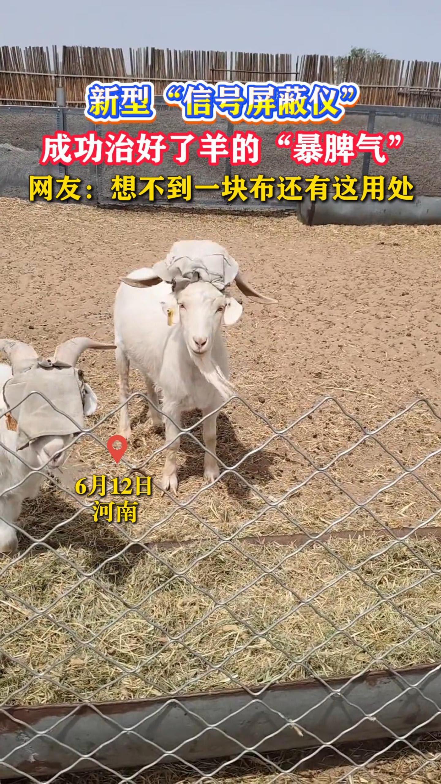 ���͡��ź������ǡ����ɹ��κ�����ġ���Ƣ���������ѣ��벻��һ�鲼�������ô�
