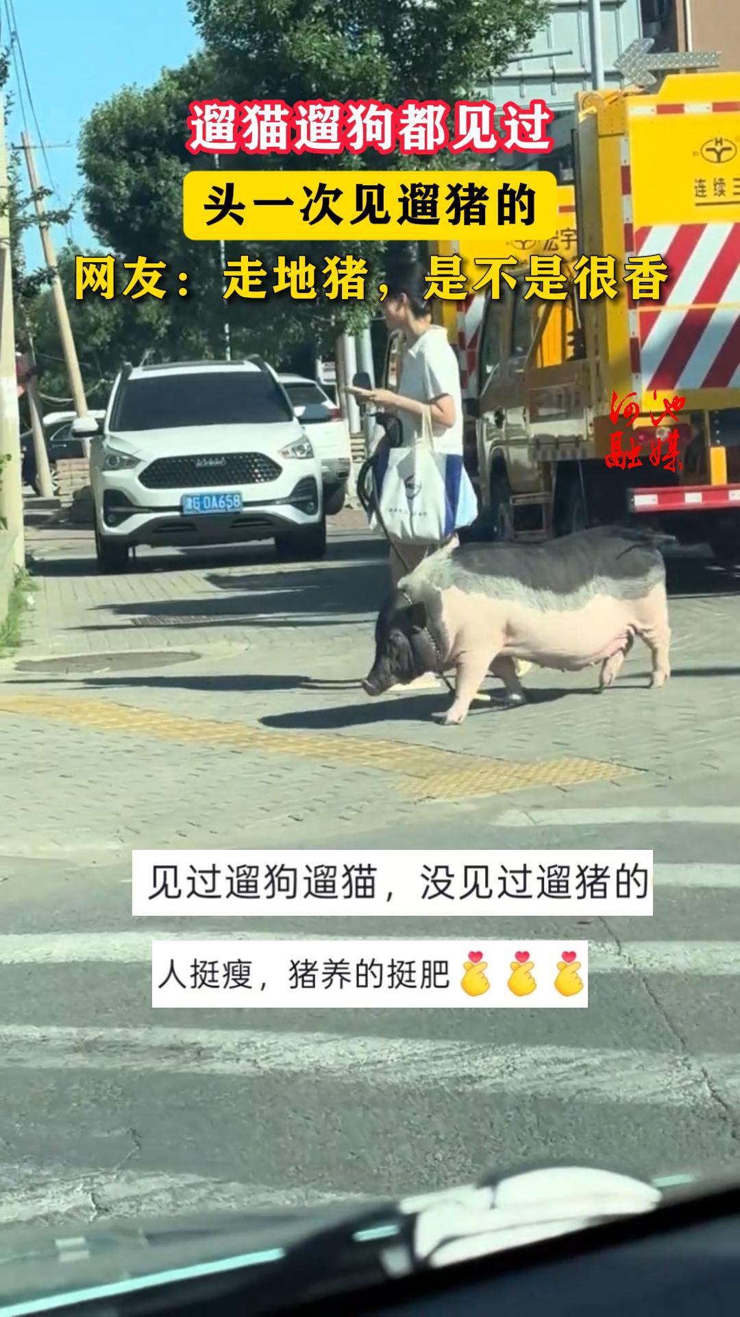 ��è�޹���������ͷһ�μ������ġ����ѣ��ߵ������ǲ��Ǻ���