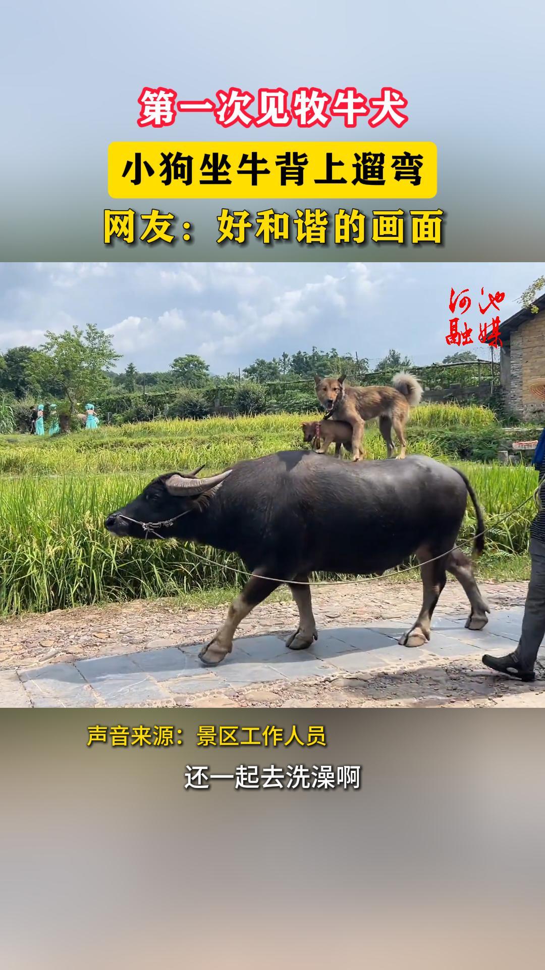 ��һ�μ���ţȮ��С����ţ�������䡣���ѣ��ú�г�Ļ���